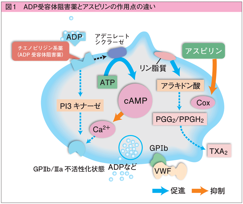 抗 血小板 薬